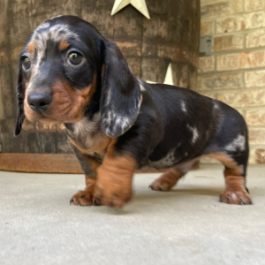 Dachshund Puppy Cameron