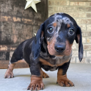 Dachshund Puppy Cameron