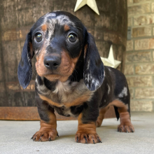 Dachshund Puppy Cameron