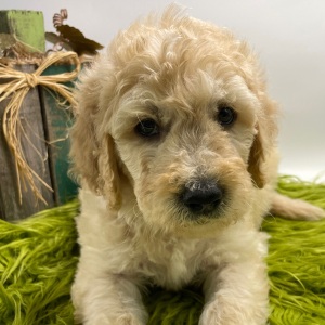 Goldendoodle Puppy Sully