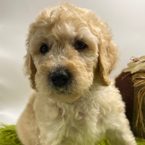 Goldendoodle Puppy Sully