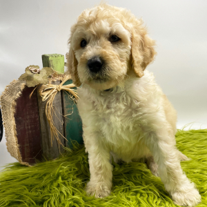 Goldendoodle Puppy Sully