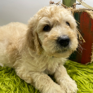 Goldendoodle Puppy Sully