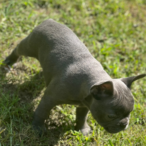 French Bulldog Puppy Lizzy