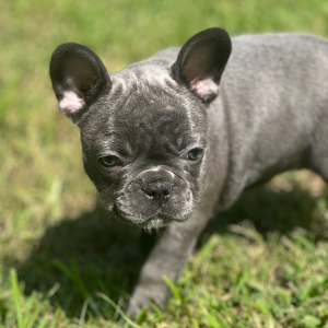 French Bulldog Puppy Lizzy