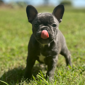 French Bulldog Puppy Lizzy