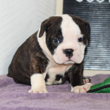 Bulldog Puppy Scott