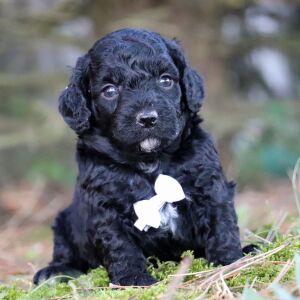Poodle Puppy Ian