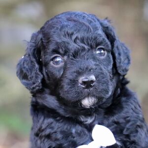 Poodle Puppy Ian