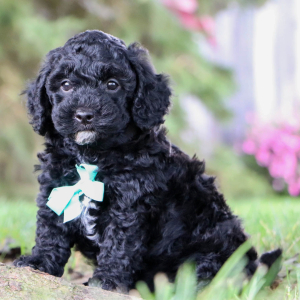Poodle Puppy Ian