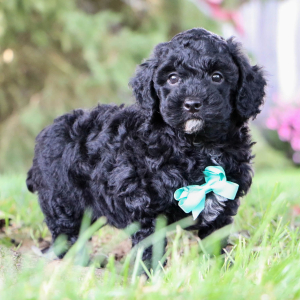 Poodle Puppy Ian