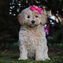 Bichonpoo Puppy Heidi