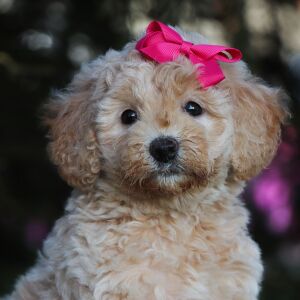 Bichonpoo Puppy Heidi