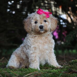 Bichonpoo Puppy Heidi