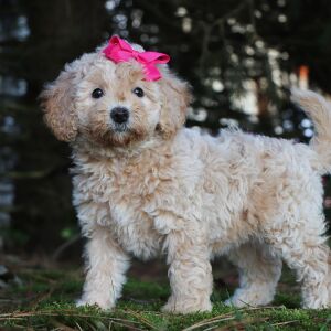 Bichonpoo Puppy Heidi