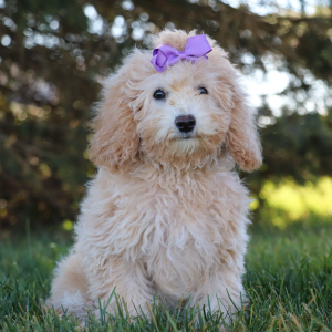 Bichonpoo Puppy Heidi