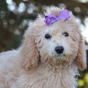 Bichonpoo Puppy Heidi