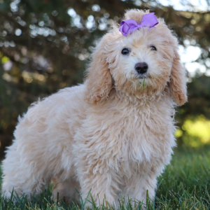 Bichonpoo Puppy Heidi