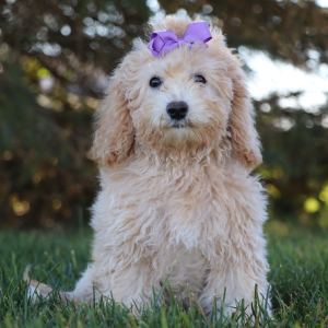 Bichonpoo Puppy Heidi
