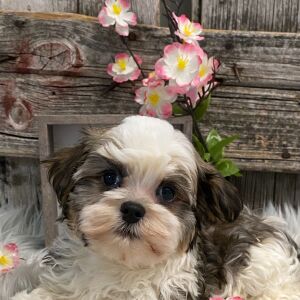 Havanese Puppy North