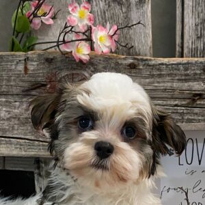Havanese Puppy North