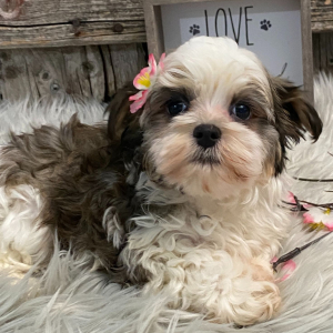 Havanese Puppy North