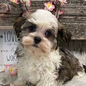 Havanese Puppy North