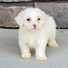 Maltipoo Puppy Rocky