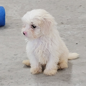 Maltipoo Puppy Rocky