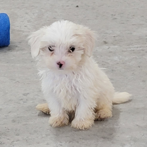Maltipoo Puppy Rocky