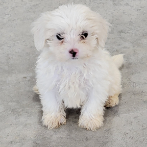 Maltipoo Puppy Rocky