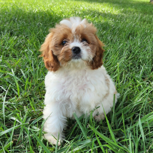 Cavapoo Puppy Toots