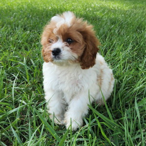 Cavapoo Puppy Toots