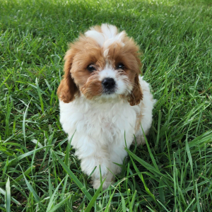 Cavapoo Puppy Toots