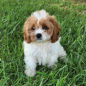 Cavapoo Puppy Toots