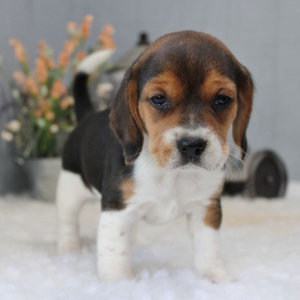 Beagle Puppy Lexis