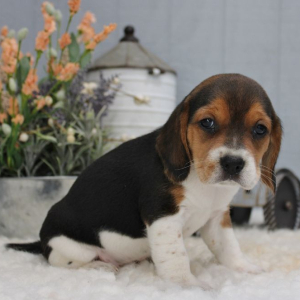 Beagle Puppy Lexis