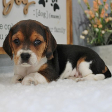 Beagle Puppy Lexis