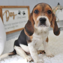 Beagle Puppy Lexis