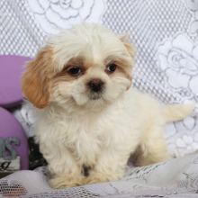 Shih Tzu Puppy Otis