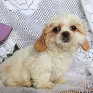 Shih Tzu Puppy Otis