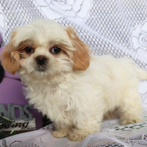 Shih Tzu Puppy Otis