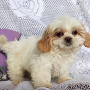 Shih Tzu Puppy Otis