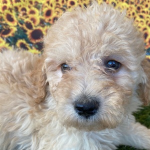 Goldendoodle Puppy Gwen
