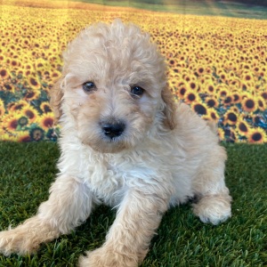 Goldendoodle Puppy Gwen