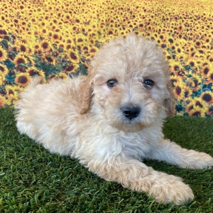 Goldendoodle Puppy Gwen