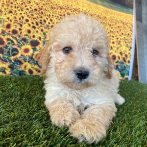 Goldendoodle Puppy Gwen