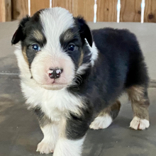 Australian Shepherd Puppy Dijon