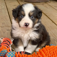 Australian Shepherd Puppy Dijon