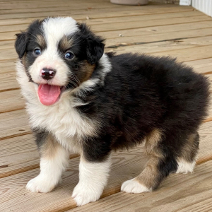 Australian Shepherd Puppy Dijon